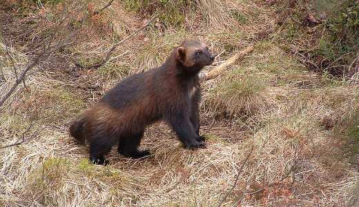 بوی بد این حیوانات کشنده است! (+عکس) بوی بد این حیوانات کشنده است! (+عکس)