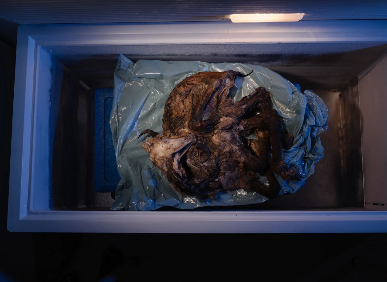 بزکوهی 500 ساله از یخچال کوه‌های آلپ سر درآورد (+عکس)