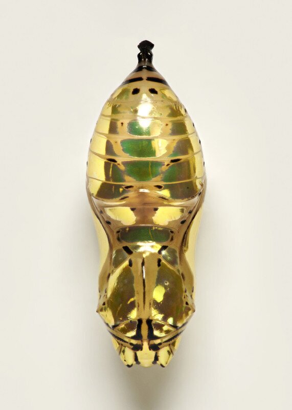 حشراتی شبیه جواهرات گرانبها