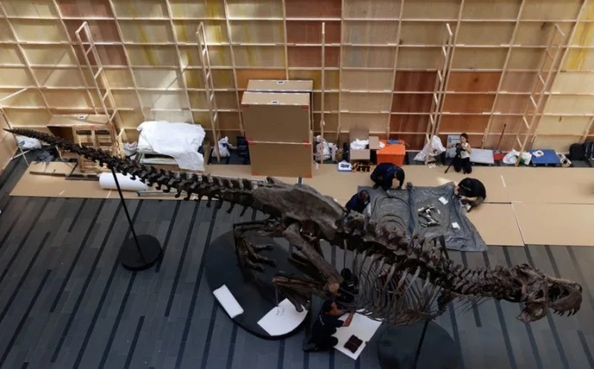 ببینید| اقدامی عجیب با یک اثر طبیعی منحصر به فرد/ حراج اسکلت یک دایناسور؛ دانشمندان مخالفند