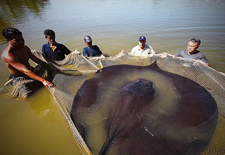 شکار غول ماهی ۴ متری در تایلند (+عکس) شکار غول ماهی ۴ متری در تایلند (+عکس)