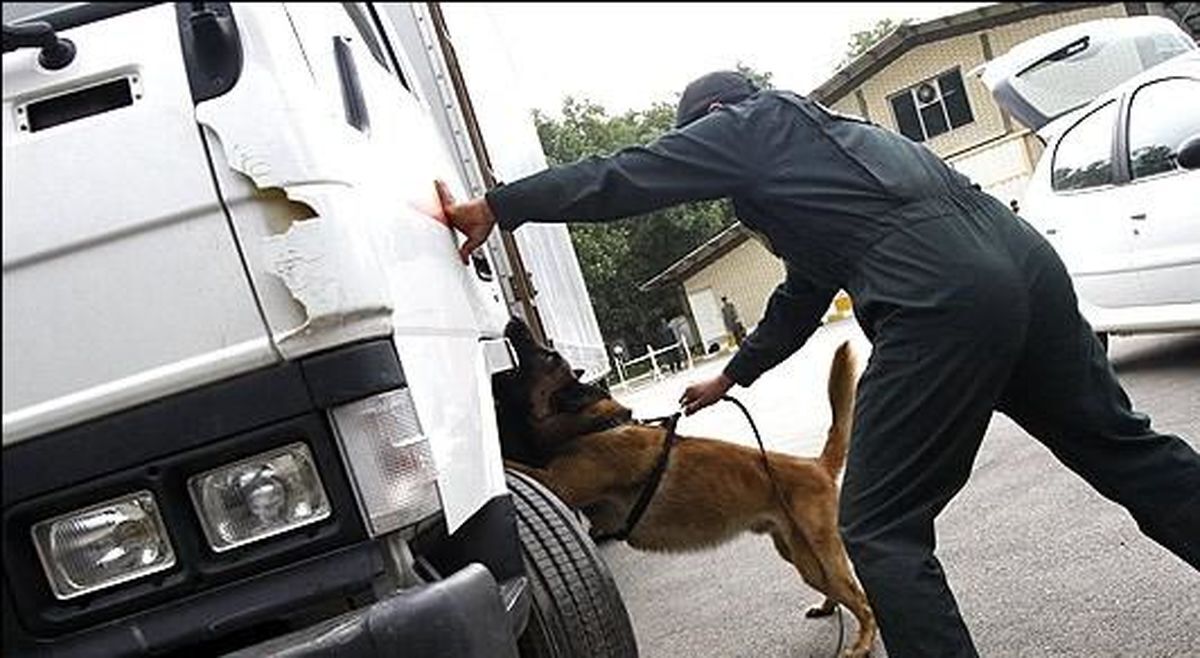 تربیت سگ‌های موادیاب در ایران