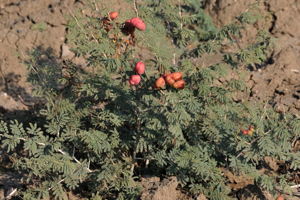 آنژیوگرافی به جای خود ، بلاوریو بخورید/ گیاهی برای رفع انسداد عروق