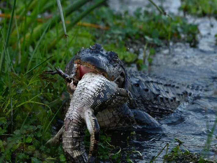 یک تمساح هم‌ نوع‌ خودش را خورد! (+عکس)