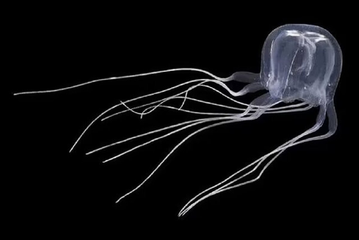 دانشمندان: کشف یک موجود عجیب با ۲۴ چشم در هنگ کنگ