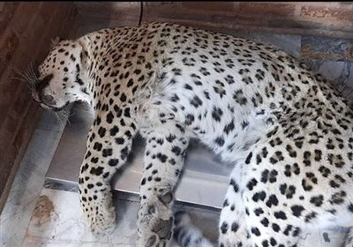 محیط زیست مازندران: علت مرگ پلنگ یافت شده در سه هزار تنکابن در حال بررسی است