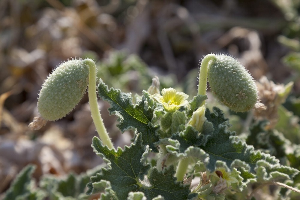 خیار آبپاش خیار آبپاش