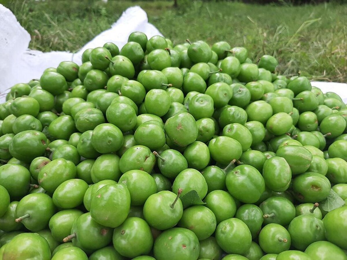 نحوه خشک کردن گوجه سبز