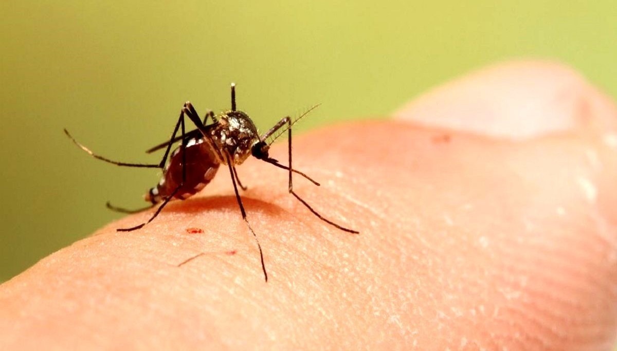 پشه‌ها روزها کجا می‌روند؟