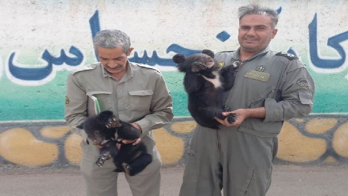 کشف دو توله خرس از یک اتوبوس مسافربری