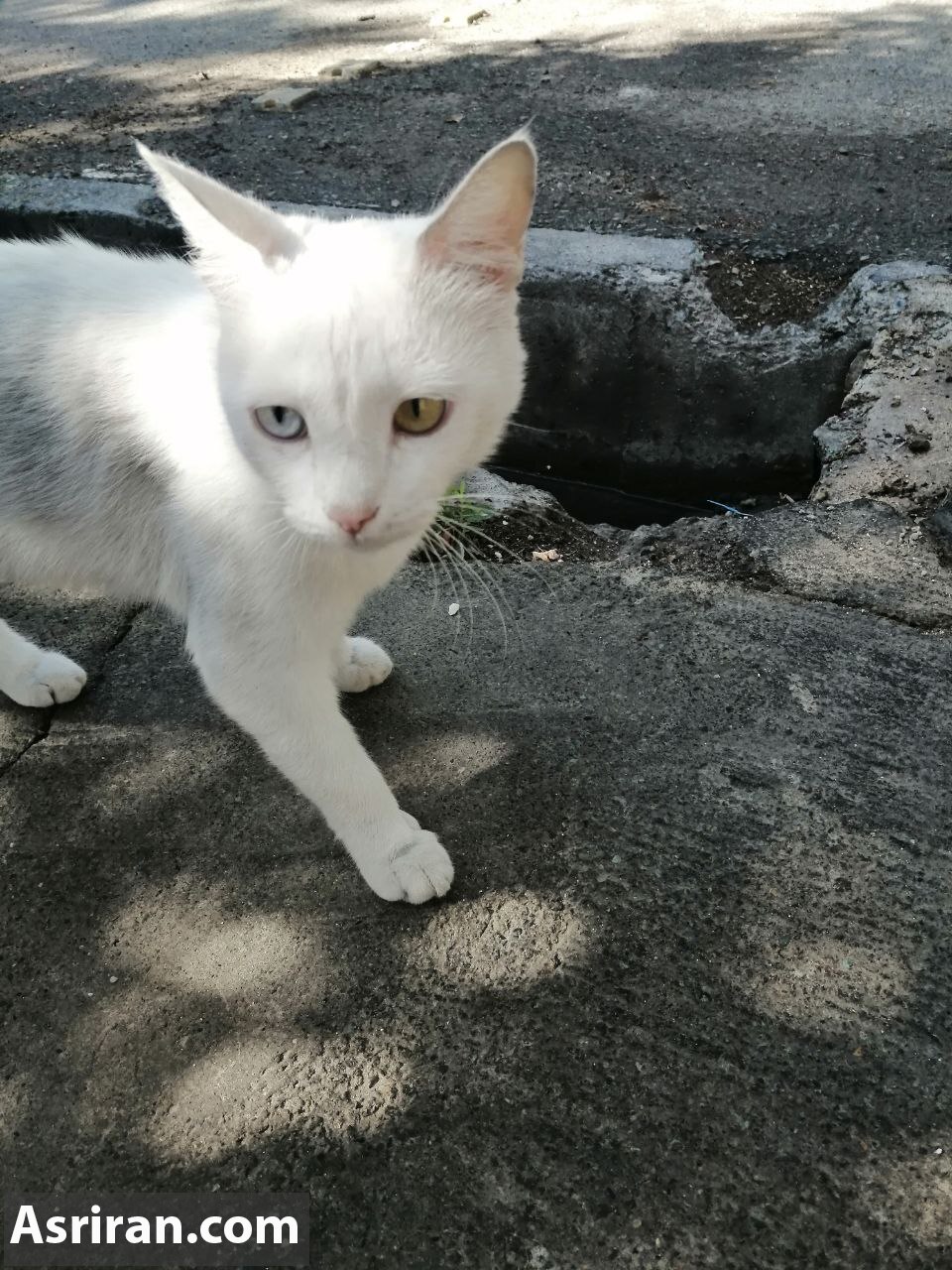 گربه وطنی با چشم تا به تا! (عکس)