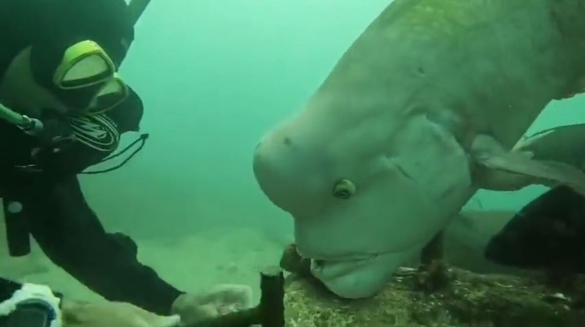 غذا خوردن یک ماهی سوژه فضای مجازی شد (+فیلم)