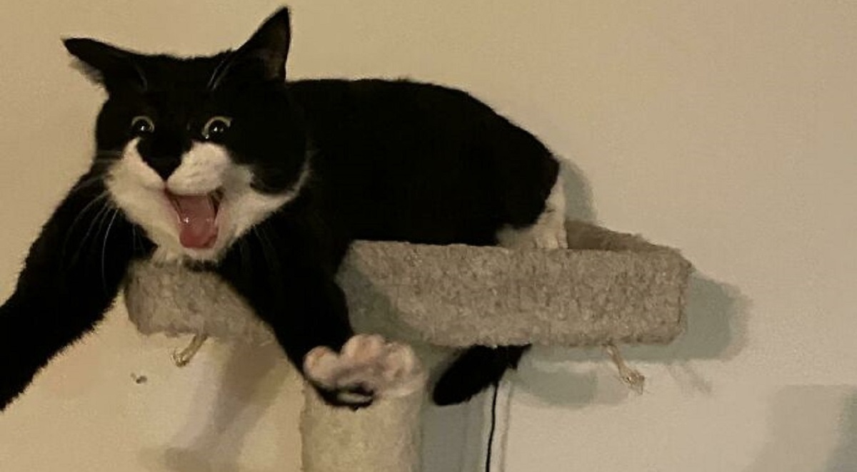 ۱۱ عکس بامزه از بدعکس‌ترین حیوانات دنیا